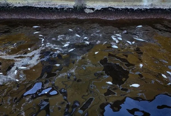 İzmir Körfezi'nde balık ölümleri sürüyor! İZSU bakıyor balıklar bir bir ölüyor